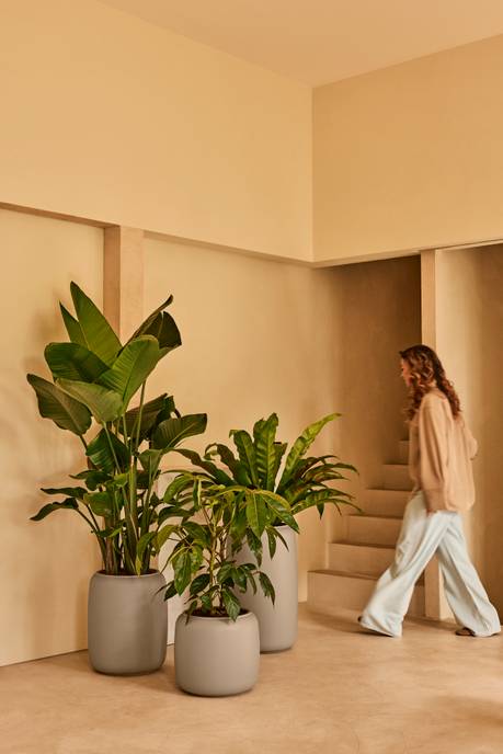 amber beads medium 40cm balanced beige